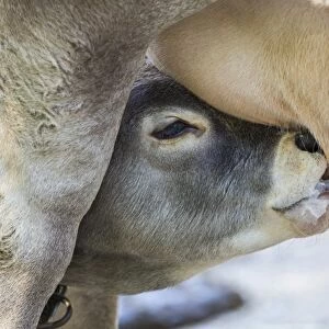 Suckling calf of a Domestic Cattle -Bos primigenius taurus-