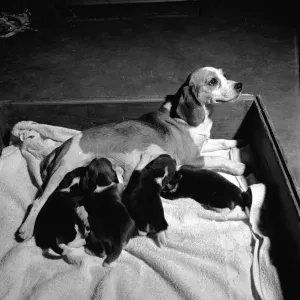 Suckling Pups Suckling Pups