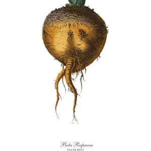 Sugar Beet, Root Crops and Vegetables, Victorian Botanical Illustration