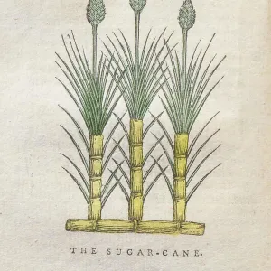 Sugar cane, 18th century illustration