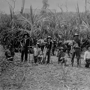 Sugar Cane Harvest