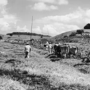 Sugar Cane Plantation Print