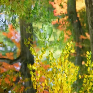 Sugar maples (Acer saccharum) reflecting in pond, autumn Sugar maples (Acer saccharum) reflecting in pond, autumn