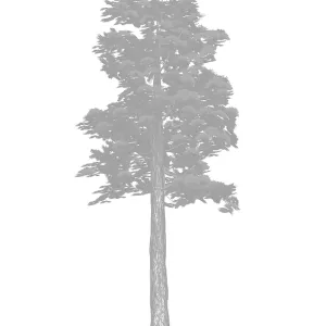 Sugar pine tree Sugar pine tree