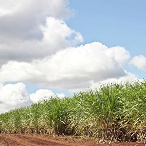 Sugarcane plants in Mauritius, Africa