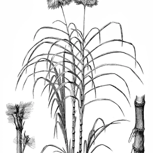 Sugarcane (Saccharum officinarum)