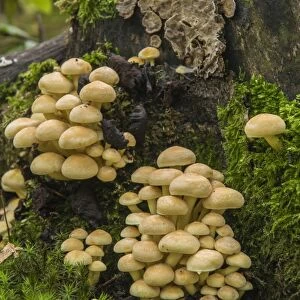 Sulphur Tuft or Clustered Woodlover -Hypholoma fasciculare-, Thuringia, Germany