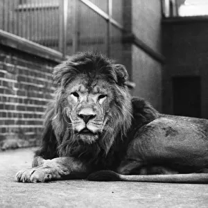 Sultan The Lion