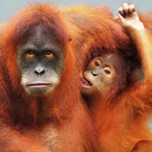 Sumatra Orang Utan looking at camera Sumatra Orang Utan looking at camera