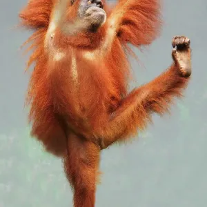 Sumatran Orangutan Basking Print
