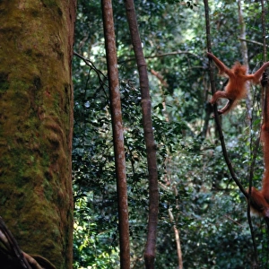 Sumatra orangutan (Pongo pongo abelii) and baby, Indonesia