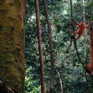 Sumatra orangutan (Pongo pongo abelii) and baby, Indonesia