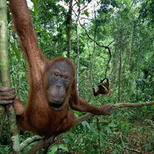 Sumatran orangutan (Pongo pongo abelii) Indonesia, close-up