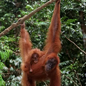 Sumatran orangutan (Pongo pongo abelii) and baby, Indonesia