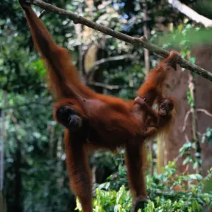 Sumatran Orangutan and Baby Print