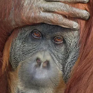 Sumatran orangutan (Pongo pygmaeus abelii), hand on head, close-up Sumatran orangutan (Pongo pygmaeus abelii), hand on head, close-up