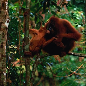 Sumatran orangutans (Pongo pongo abelii) kissing, Indonesia