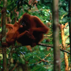 Sumatran Orangutans Print