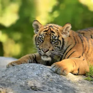 Sumatran Tiger -Panthera tigris sumatrae-, young, native to Asia, captive, Krefeld, North Rhine-Westphalia, Germany