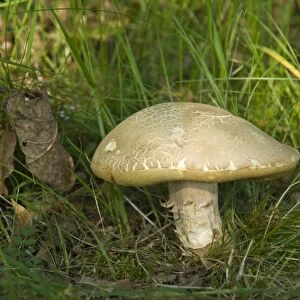 Summer Cep mushroom (Boletus reticulatus)