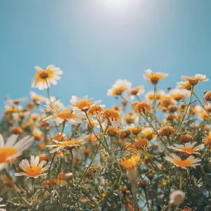 Campo estivo con margherite bianche sotto il cielo azzurro. Paesaggio idilliaco di fiori felici d'estate, raggi del sole, natura onirica sfondo paesaggistico.