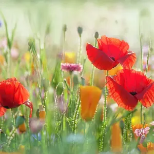 Summer flower meadow Summer flower meadow
