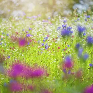 Summer Meadow Summer Meadow