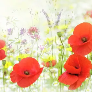 Summer Meadow Summer Meadow