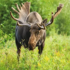 Summer Moose Print: Bull Feeding Along Snake River