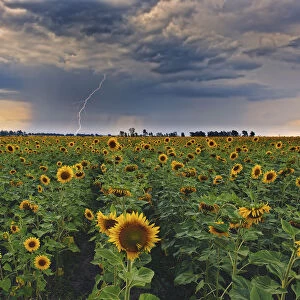 A summer thunderstorm with a lightning strike approaches a field full of blooming yellow sunflowers at sunset. Magaliesburg, Gauteng Province, South Africa