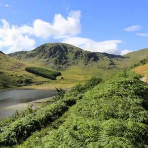 Summer view of Harter fell, Mardale valley, Lake District National Park, Cumbria County