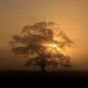 Winter Landscape Print of Sunbeams Through Trees in Fog Winter Landscape Print of Sunbeams Through Trees in Fog