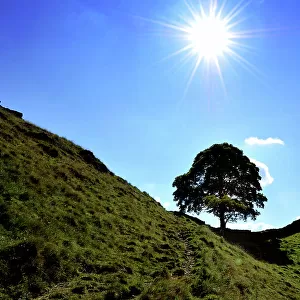 Sun Drenched Sycamore Gap Tree