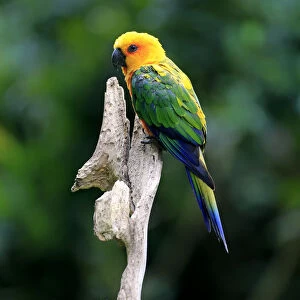 Sun Parakeet -Aratinga solstitialis jandaya-, adult on tree, occurrence in Brazil, captive