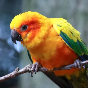 Sun Parakeet Perched Print Sun Parakeet Perched Print