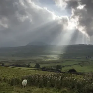 Sun Rays