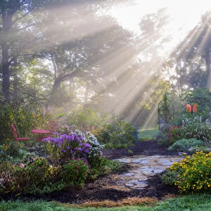 Sun rays in fog in flower garden, Marion County, Illinois, USA