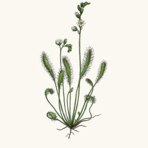 Sundew Botanical Print from 1860s English Botany Illustration Sundew Botanical Print from 1860s English Botany Illustration