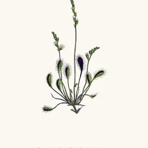 Sundew Botanical Print from 1860s English Botany Illustration Sundew Botanical Print from 1860s English Botany Illustration