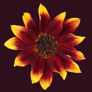 Sunflower Sunflower