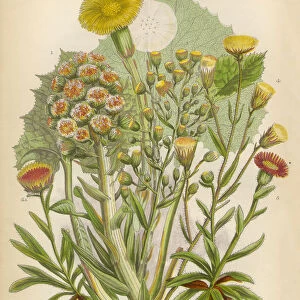 Sunflower, Butterbur, Petasites, Coltsfoot, Fleabane, Victorian Botanical Illustration