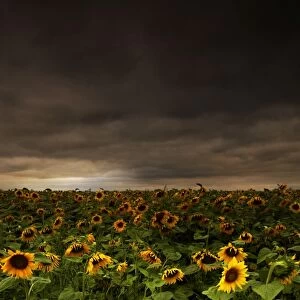 Sunflower field at dusk, near Erfurt, Thuringia, Germany, Europe
