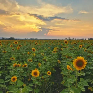 Sunflower Field Landscape Photo at Sunset, Magaliesburg, Gauteng Province, South Africa