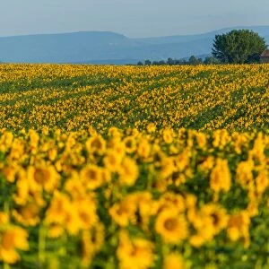 Sunflower Fields in France
