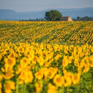 Sunflower Fields in Valensole, France