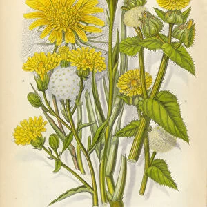 Sunflower, Goatsbeard, Oxtongue, Hawkweed, Victorian Botanical Illustration