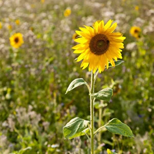 Sunflower -Helianthus annuus- on the edge of a field