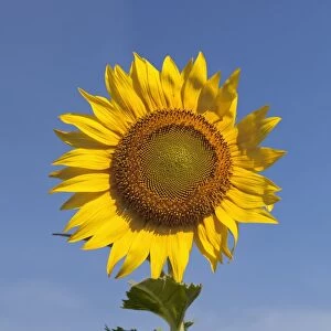 Sunflower -Helianthus annuus-, Thailand, Asia