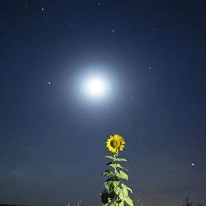 Sunflower lit by the light of the full moon