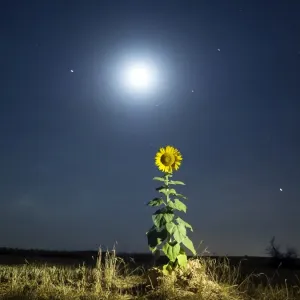Moonlit Sunflower Print Moonlit Sunflower Print